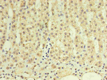 Anti-GDF15 Monoclonal, clone 5E1A5