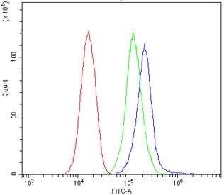 Anti-ALDH18A1 / P5CS