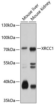 Anti-XRCC1 [Rabbit] (CAB0442)