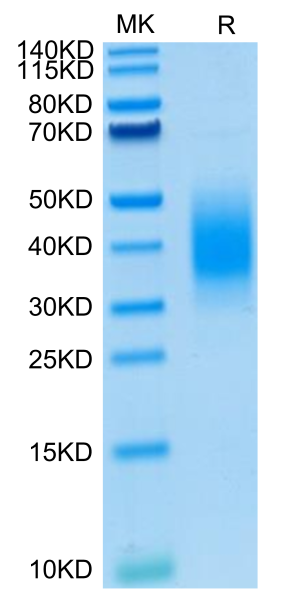 Mouse BTLA Protein