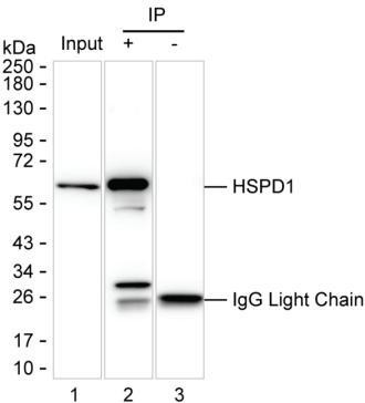 Anti-HSPD1