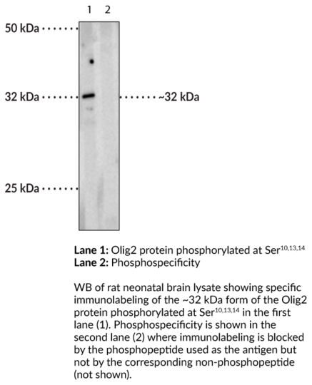 Anti-phospho-Olig2 (Ser10,13,14)