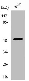 Anti-HDAC3