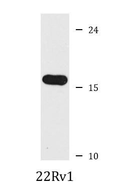 Anti-CD59