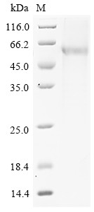 Pancreatic secretory granule membrane major glycoprotein GP2 (Gp2), mouse, recombinant