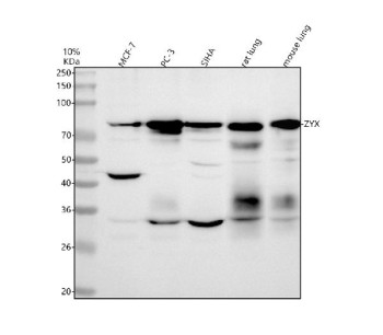 Anti-ZYX / Zyxin, clone AFOG-26