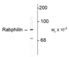 Anti-Rabphilin 3A