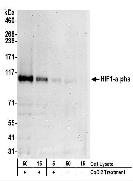 Anti-HIF1-alpha
