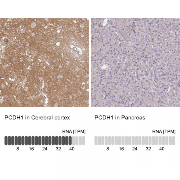 Anti-PCDH1