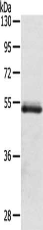 Anti-OLFM4