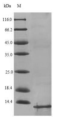 Acyl carrier protein (acpP), Staphylococcus aureus, recombinant