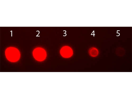 Anti-Rabbit IgG F(ab')2 [Goat] (Min X Bv Hs Hu Ms Rt &amp; Sh serum proteins) Fluorescein conjugated F(a