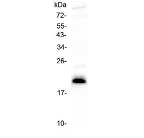 Anti-IL-27 (alpha subunit)