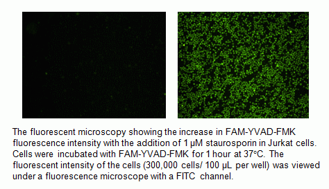 Cell Meter(TM) Live Cell Caspase 1 Binding Assay Kit *Green Fluorescence*