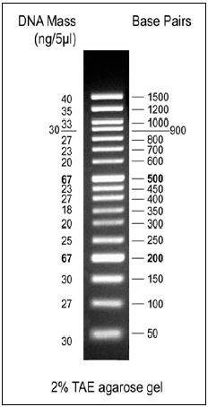 Biomol 50bp DNA Ladder, ready-to-use