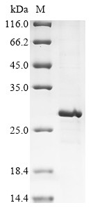 Prokineticin-2 (Prok2), mouse, recombinant