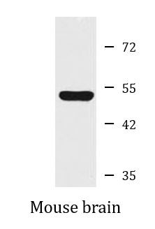 Anti-CHRFAM7A