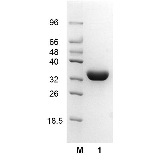 L-Malate dehydrogenase (EC 1.1.1.37), Escherichia coli