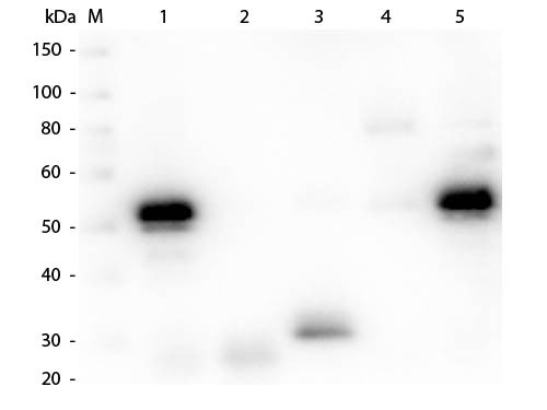 Anti-Rabbit IgG (H&L) from Ch FITC conj.