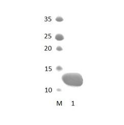 PARD3_3 PDZ Domain