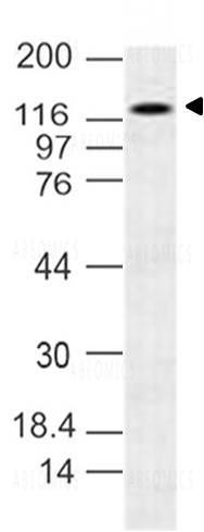 Anti-Mouse Monoclonal Antibody To N-Cadherin (Clone: 13A9)