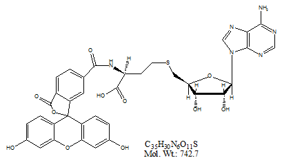S-adenosyl homocysteine, Fluorescein-labeled