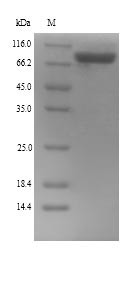 Lysyl oxidase homolog 4 (Loxl4), mouse, recombinant