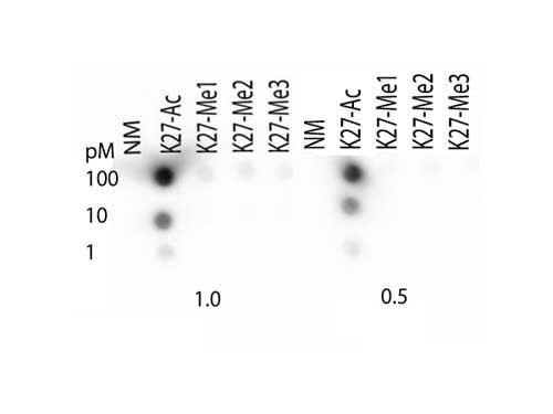 Anti-acetyl-Histone H3 (Lys27)