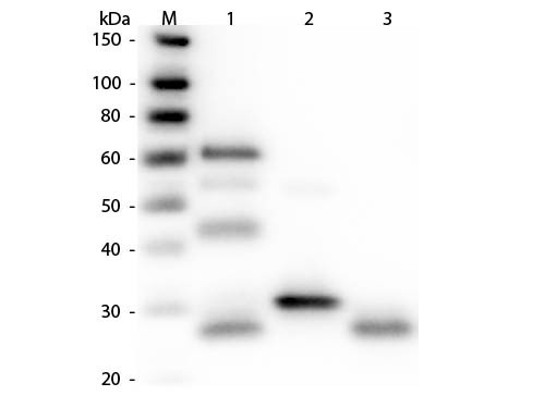 Anti-Chicken IgG (H&amp;L) [Rabbit] HRP conjugated