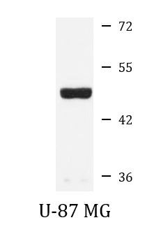 Anti-SNX5