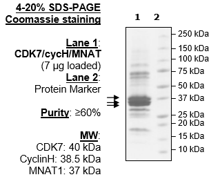 CDK7/CyclinH1/MNAT1, His-tag