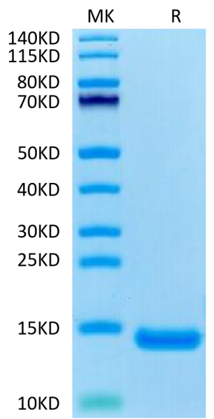 Human CCL11 Protein