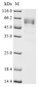 Gamma-synuclein (Sncg), recombinant mouse