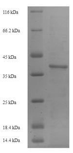 Intercellular adhesion molecule 4 (Icam4), partial, mouse, recombinant
