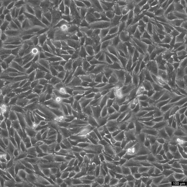 LN229 Cells