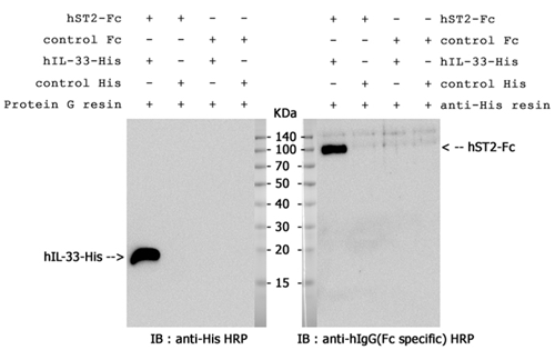 ST2 (human):Fc (human, rec.)