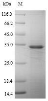Arachidonate 5-lipoxygenase-activating protein (ALOX5AP), human, recombinant