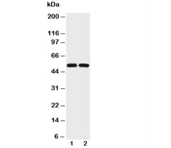 Anti-p53