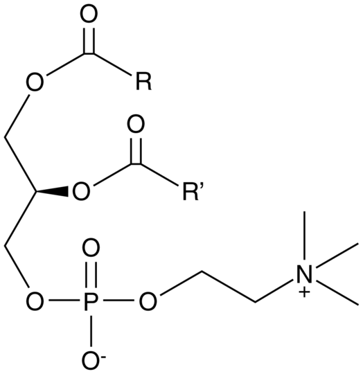 Phosphatidylcholine (bovine)