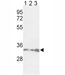 Anti-PCNA