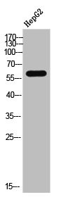 Anti-DPYSL2