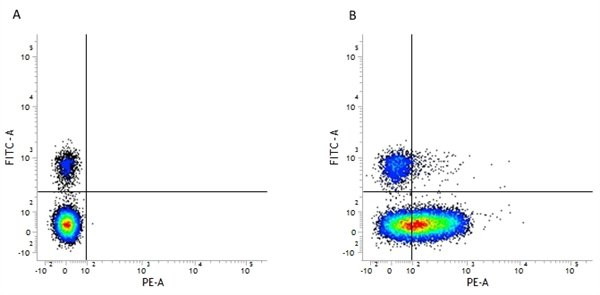 Anti-CD226 (RPE), clone DX11