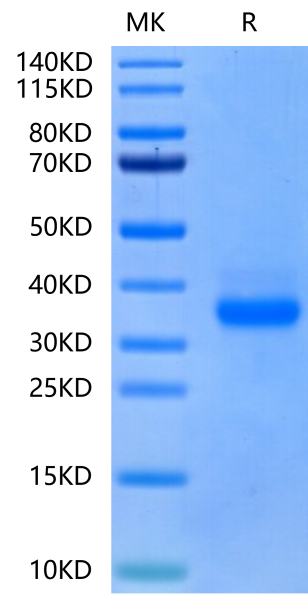 Canine CD40/TNFRSF5 Protein