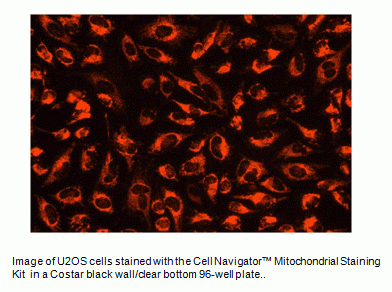 Cell Navigator(TM) Mitochondrial Staining Kit *Orange Fluorescence*
