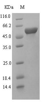 Kynurenine 3-monooxygenase (Kmo), partial, rat, recombinant