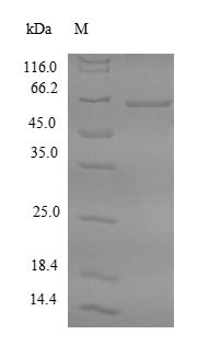 Farnesyl pyrophosphate synthase (FDPS), human, recombinant