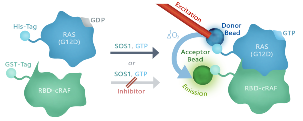 KRAS(G12D) Coupled Nucleotide Exchange Assay Kit