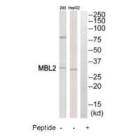 Anti-MBL2