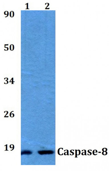 Anti-Caspase-8