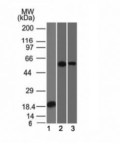 Anti-TOX3, clone TOX3/1124